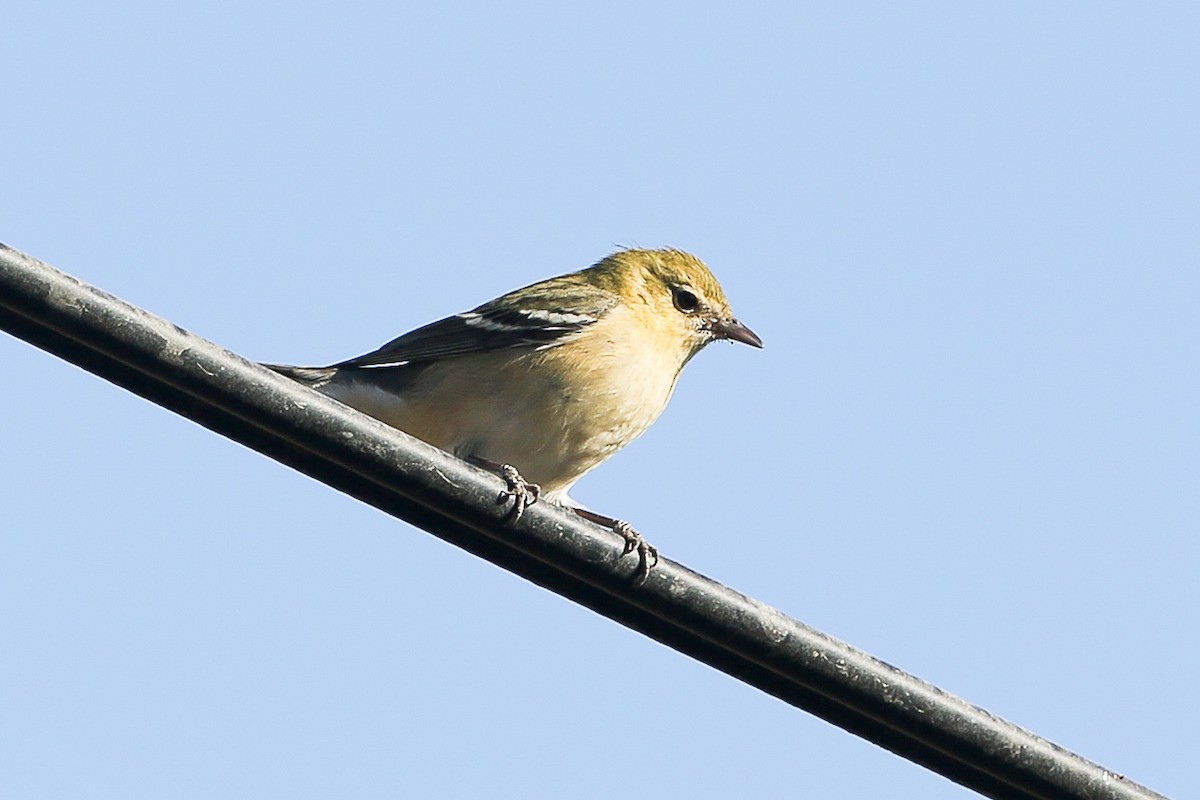 Bay-breasted Warbler - ML625466564