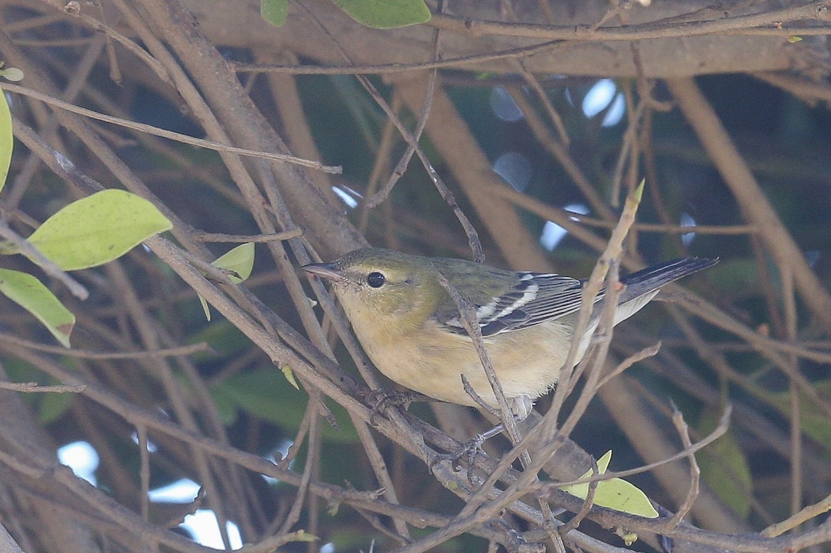 Bay-breasted Warbler - ML625466565