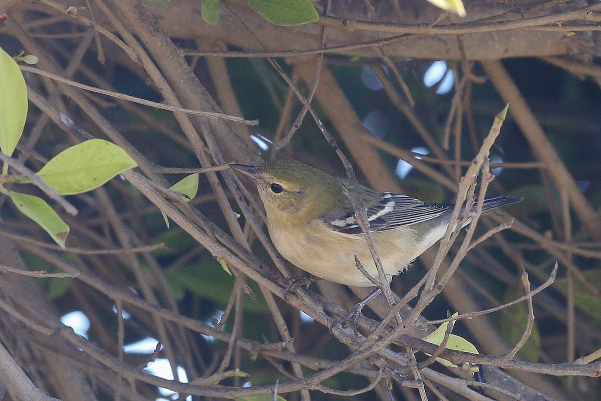 Bay-breasted Warbler - ML625466566