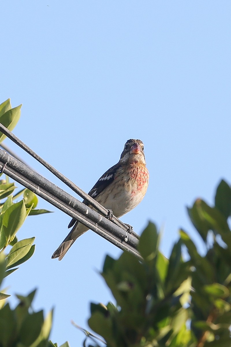 Rose-breasted Grosbeak - ML625466576