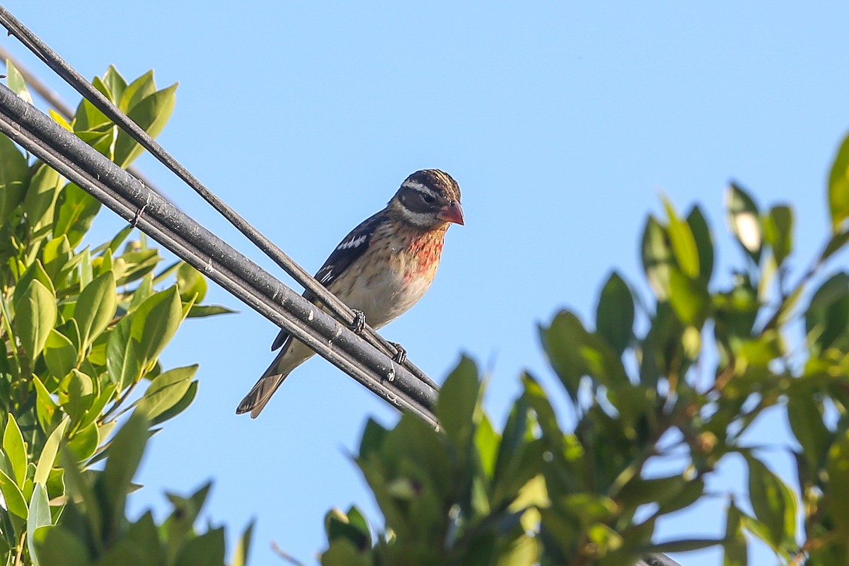 Rose-breasted Grosbeak - ML625466577