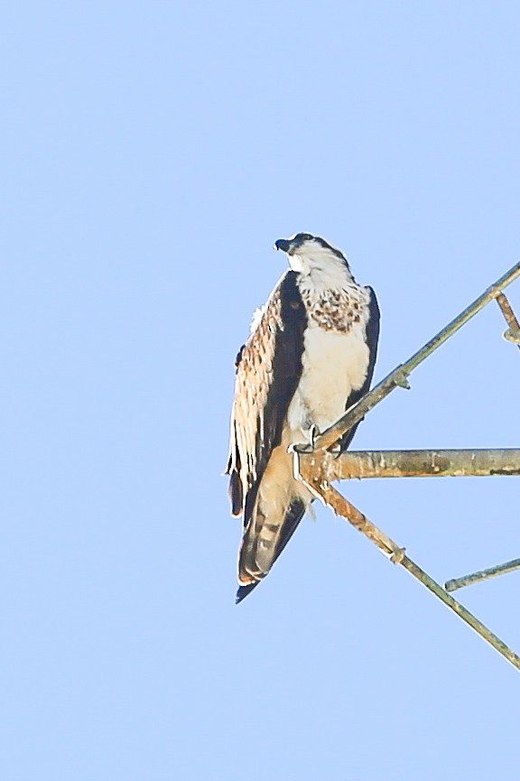 Osprey - ML625466585