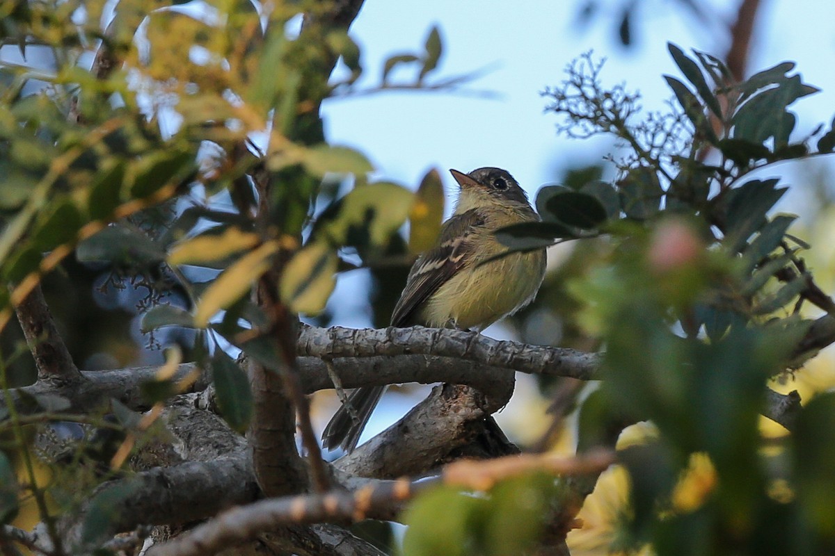 Western Flycatcher - ML625466590