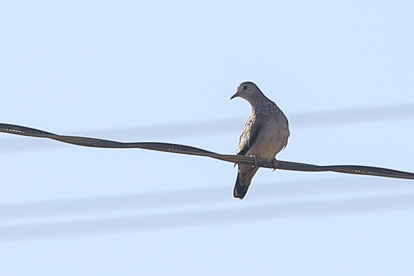 Common Ground Dove - ML625466605
