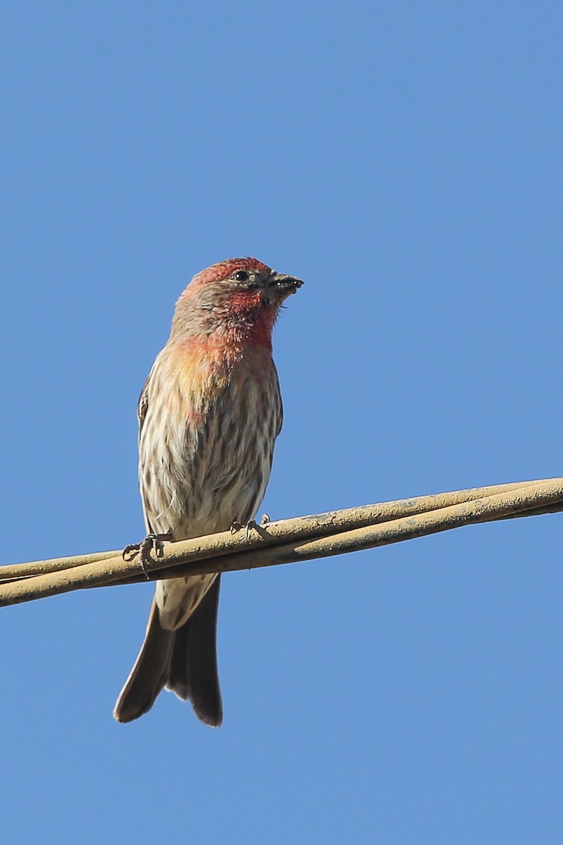 House Finch - ML625466606