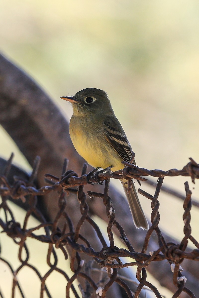 Western Flycatcher (Pacific-slope) - ML625466613