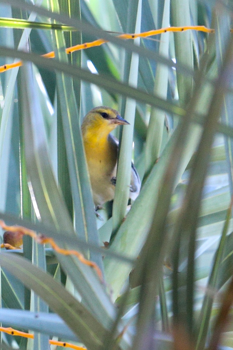 Bullock's Oriole - ML625466615