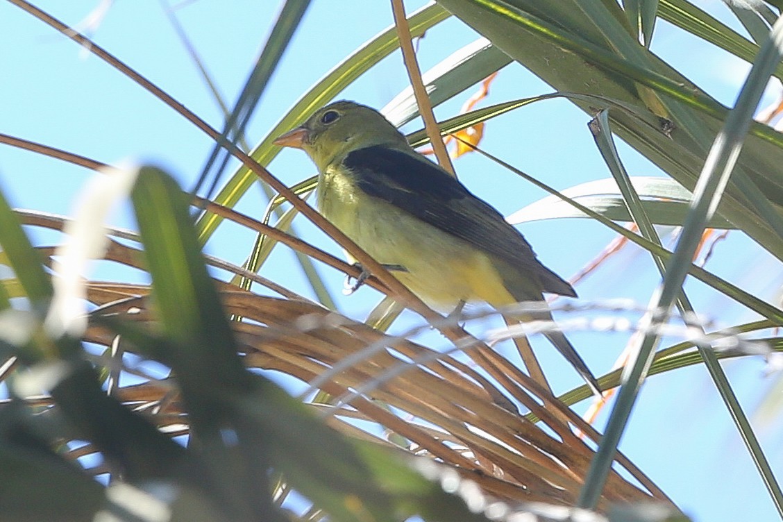 Scarlet Tanager - ML625466619