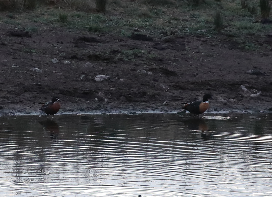 Australian Shelduck - ML625466638