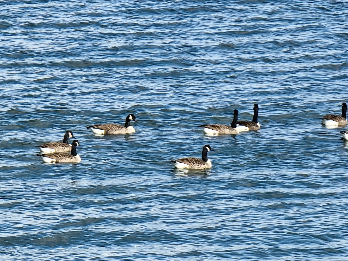 Казарка канадська - ML625466720