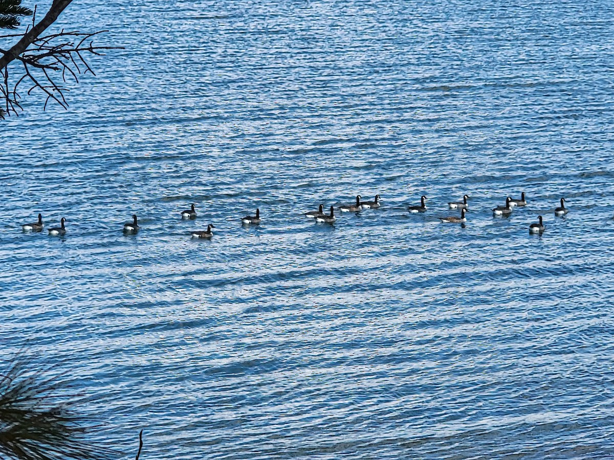 Казарка канадська - ML625466726