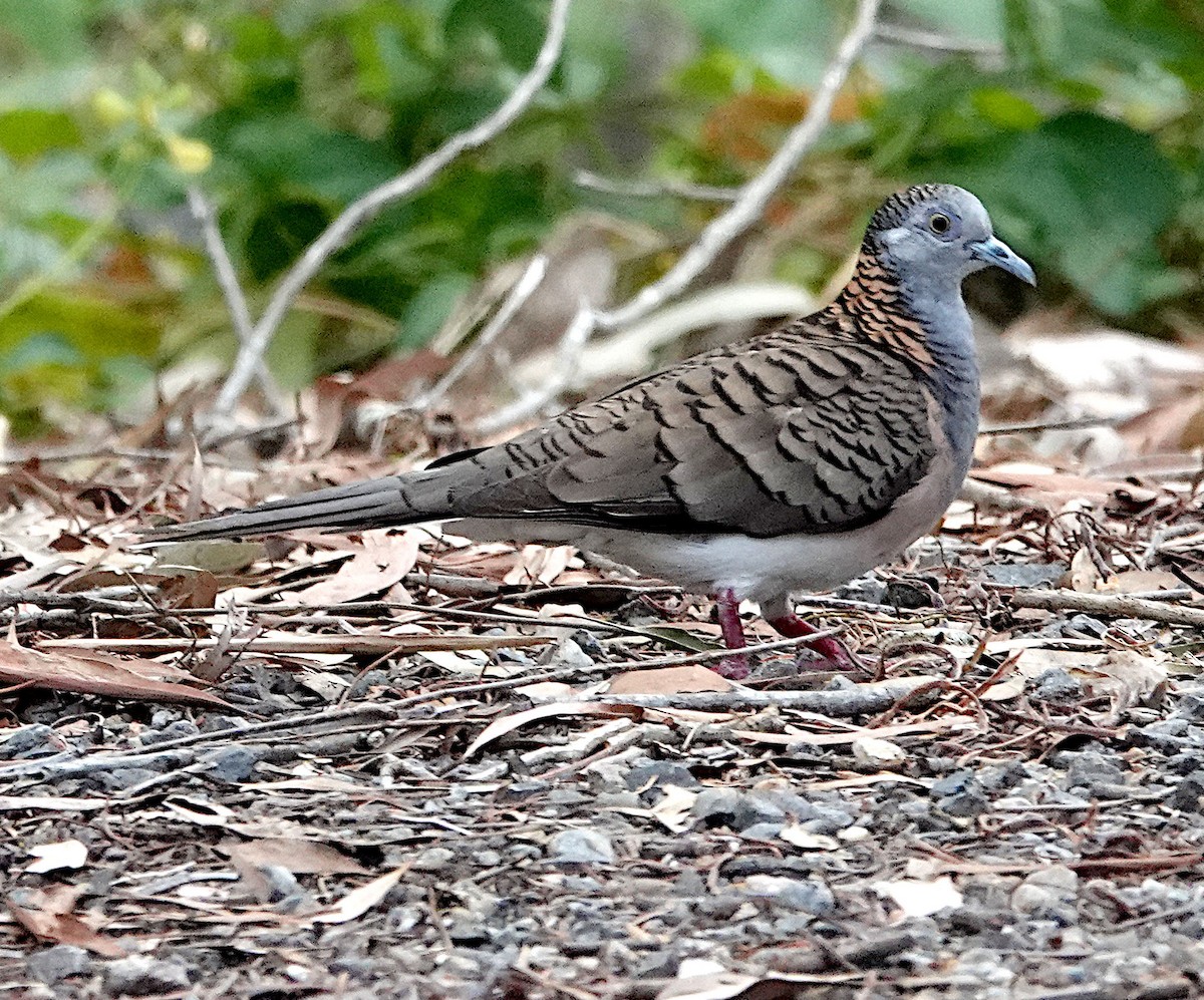 Bar-shouldered Dove - ML625466734