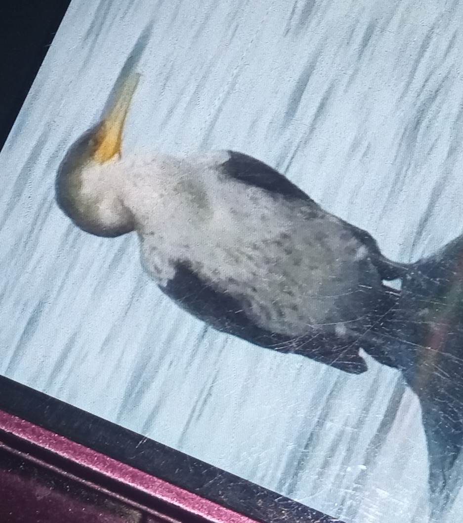 Neotropic Cormorant - ML625466787