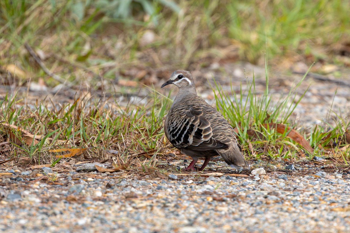 Common Bronzewing - Mason Bye