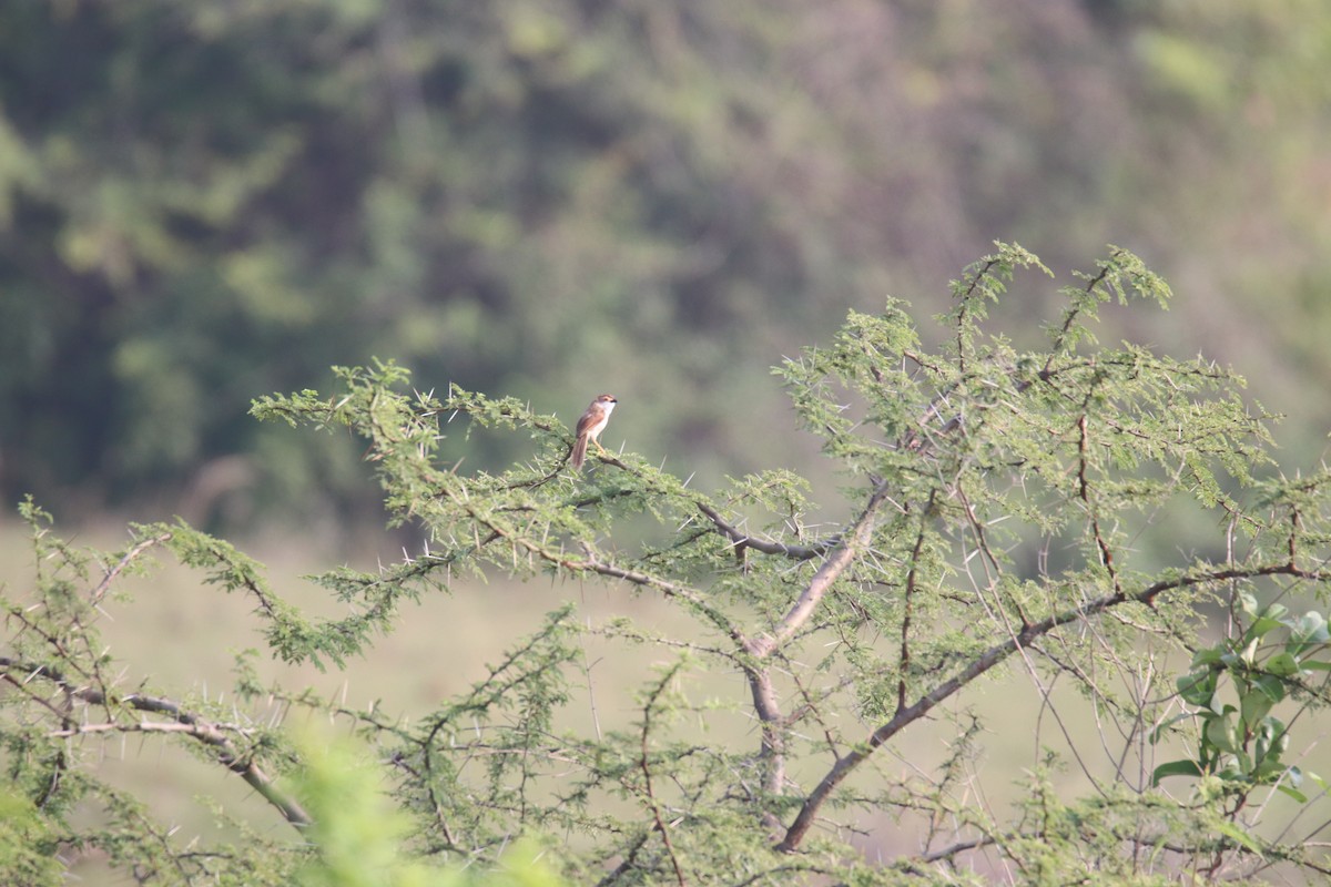 Yellow-eyed Babbler - ML625467006