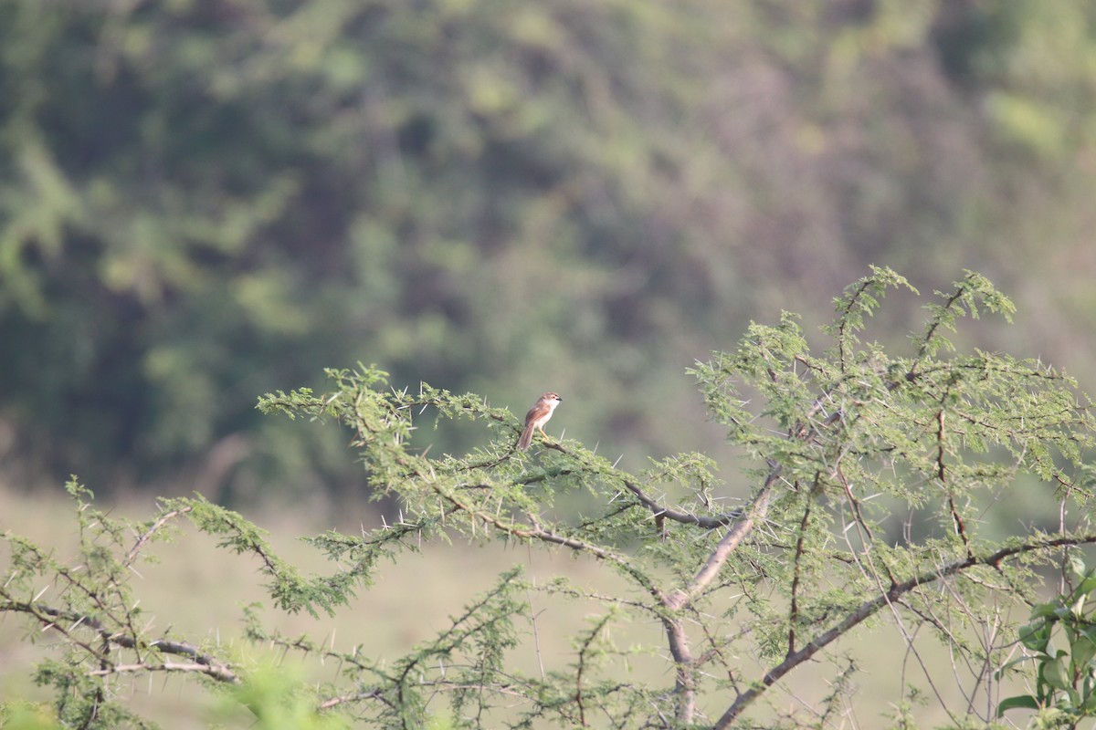 Yellow-eyed Babbler - ML625467008