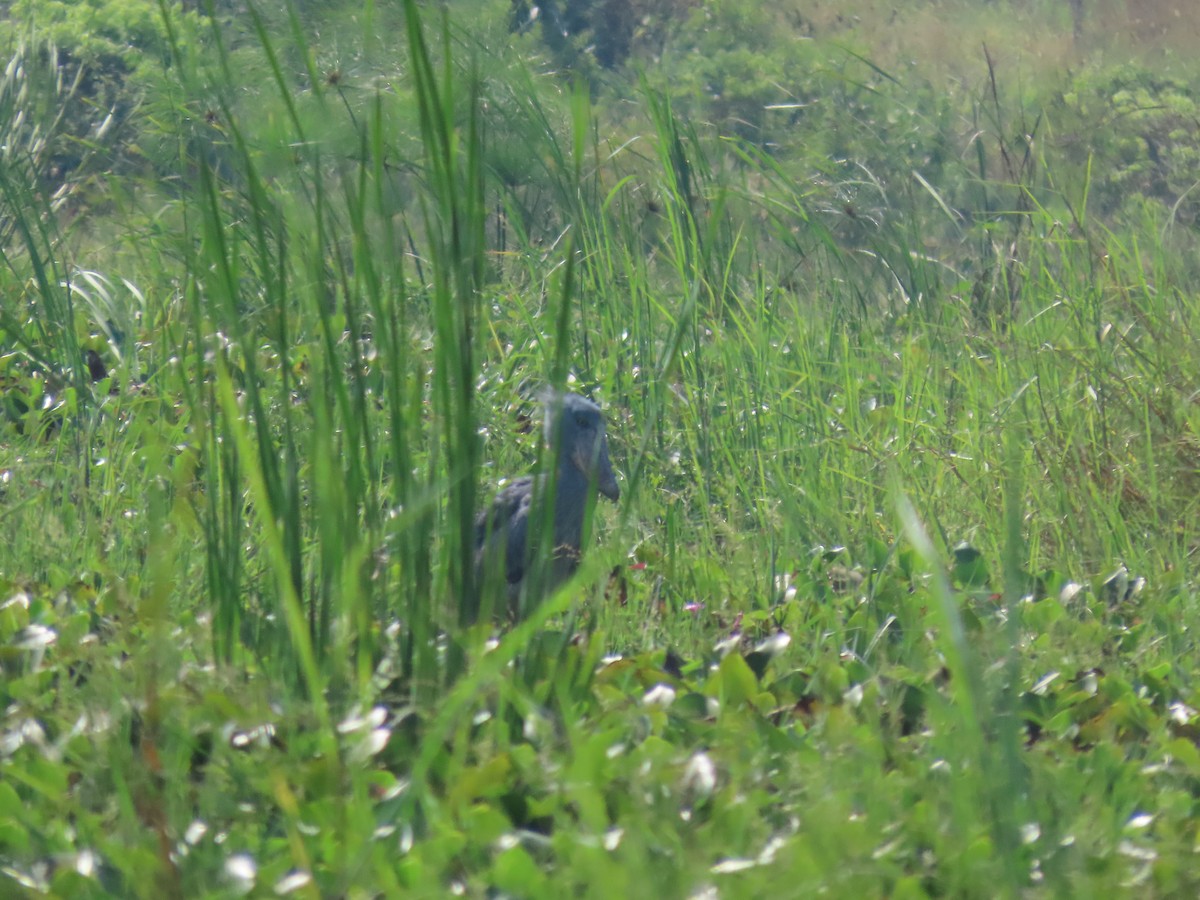 Shoebill - Richard Davis