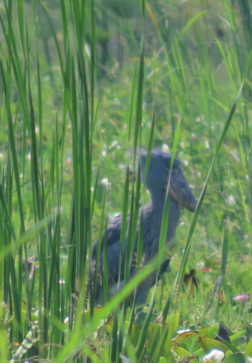 Shoebill - Richard Davis