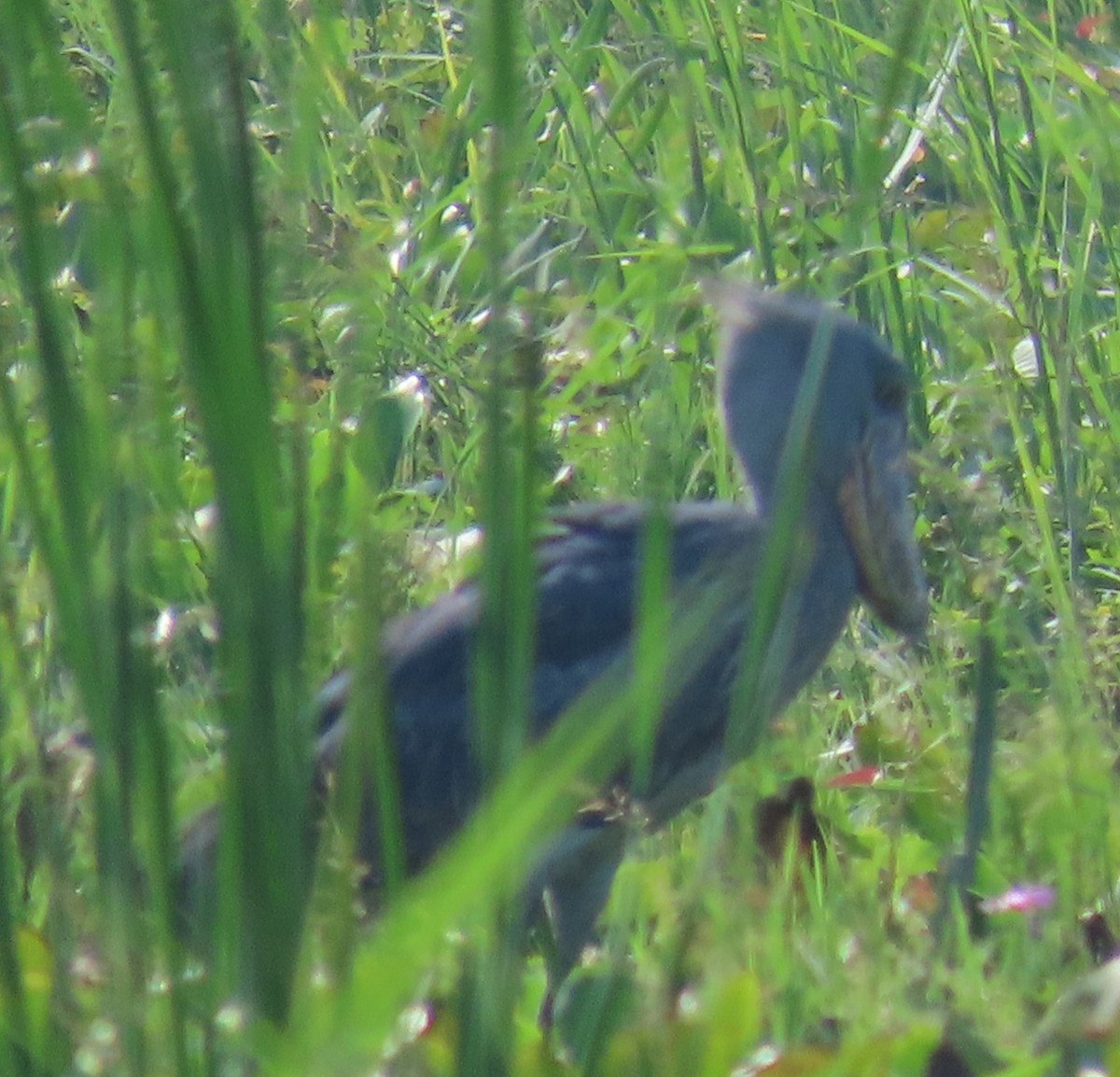 Shoebill - ML625467114