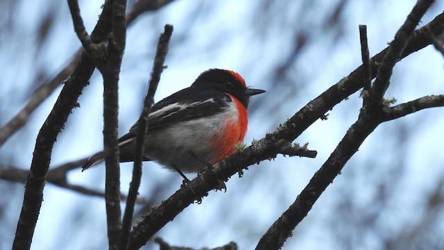 Red-capped Robin - ML625467232