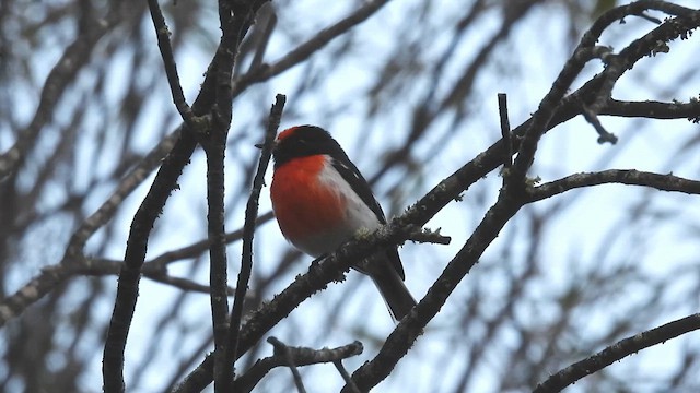 Red-capped Robin - ML625467233