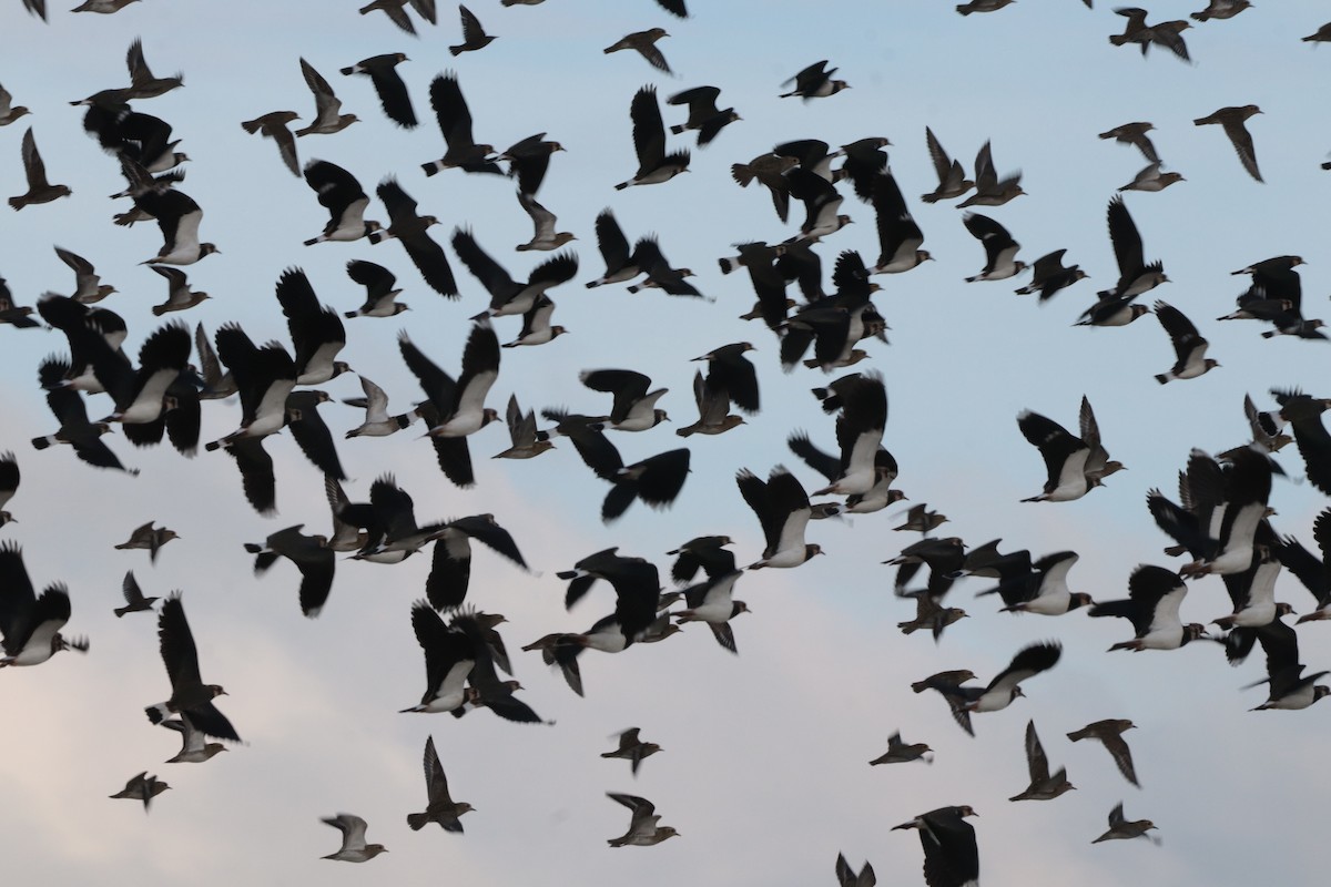 Northern Lapwing - ML625467247