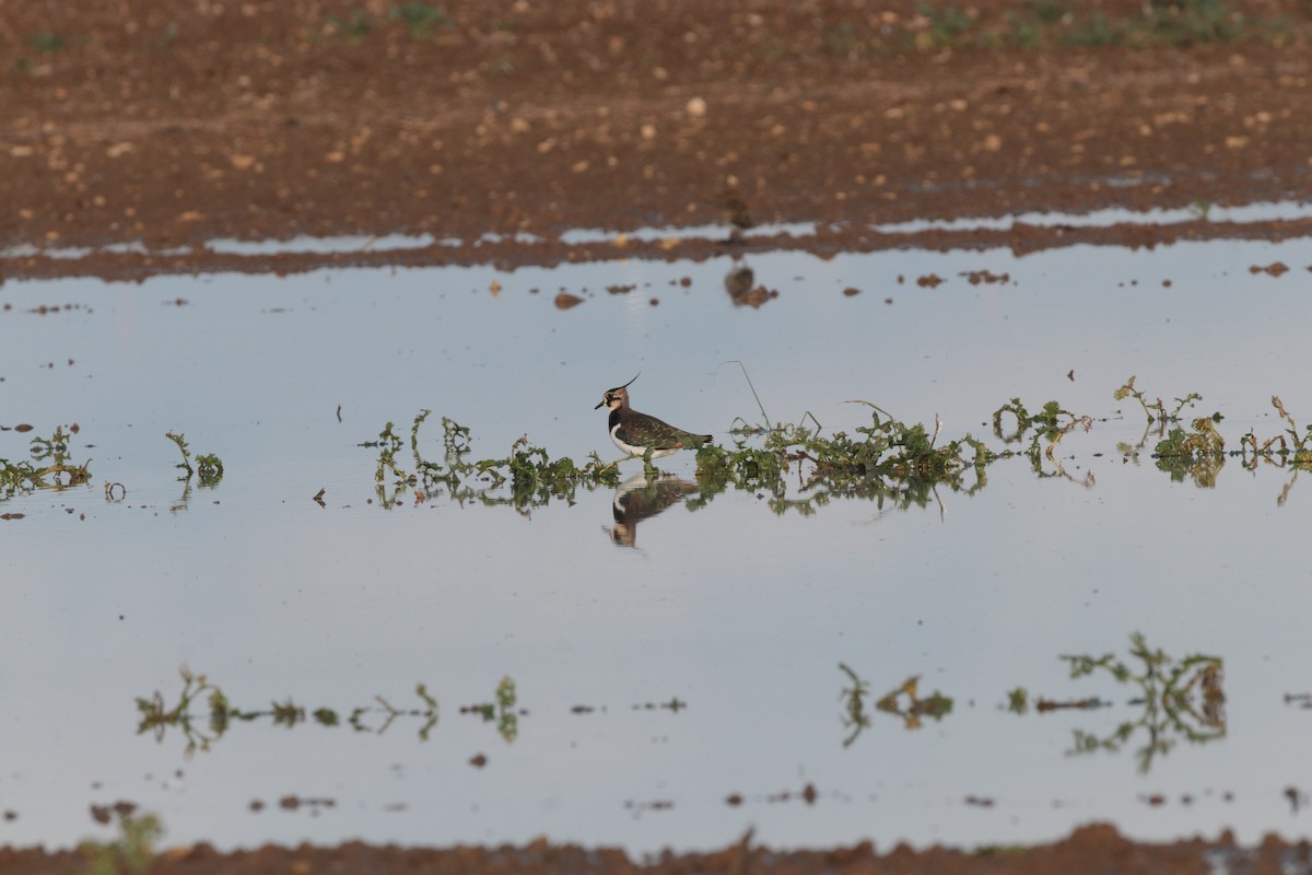 Northern Lapwing - ML625467248