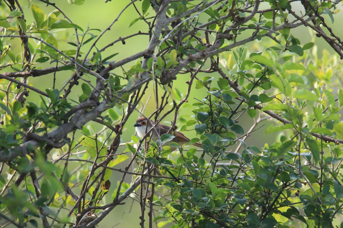 Yellow-eyed Babbler - ML625467288