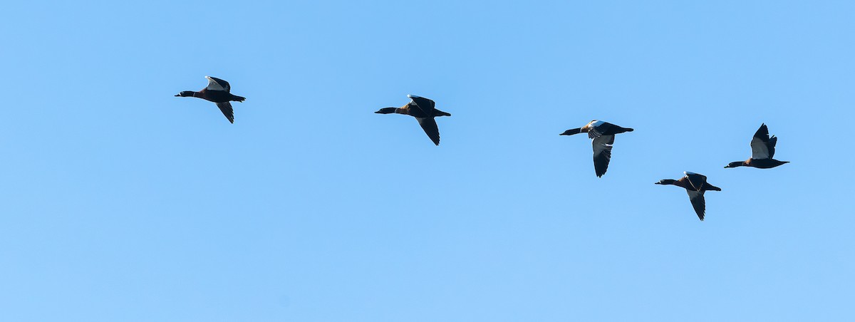 Australian Shelduck - ML625467366