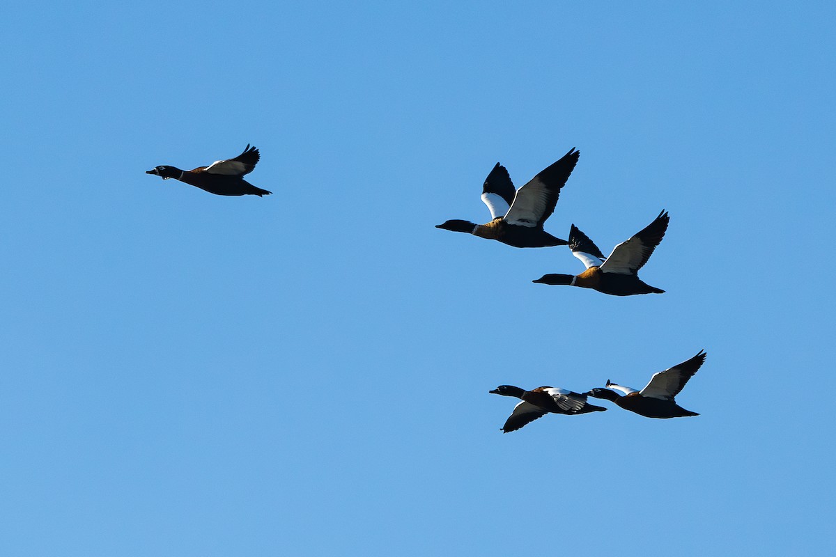 Australian Shelduck - ML625467367