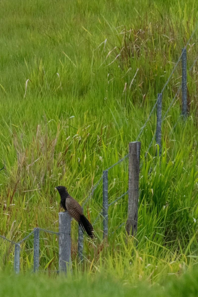 Pheasant Coucal - ML625467450