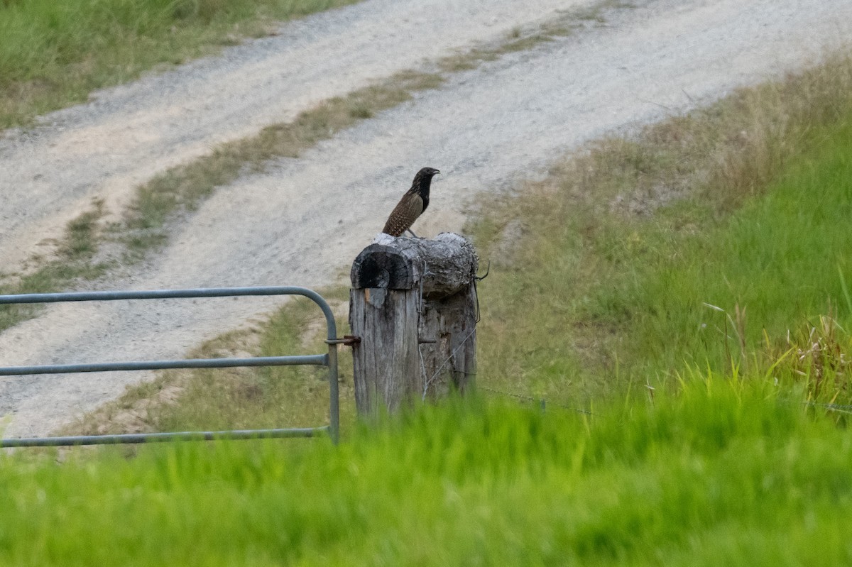 Pheasant Coucal - ML625467451