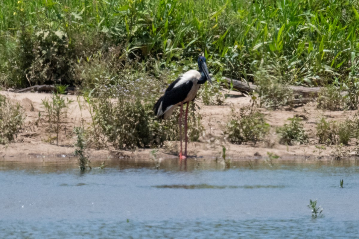 Black-necked Stork - ML625467457