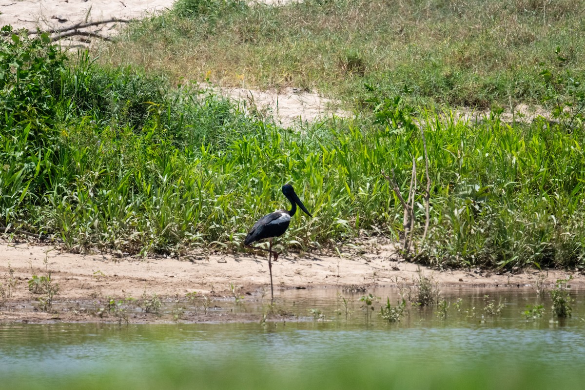 Black-necked Stork - ML625467458