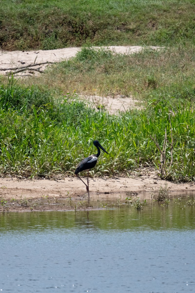 Black-necked Stork - ML625467459