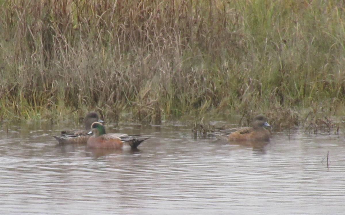 American Wigeon - ML625467487