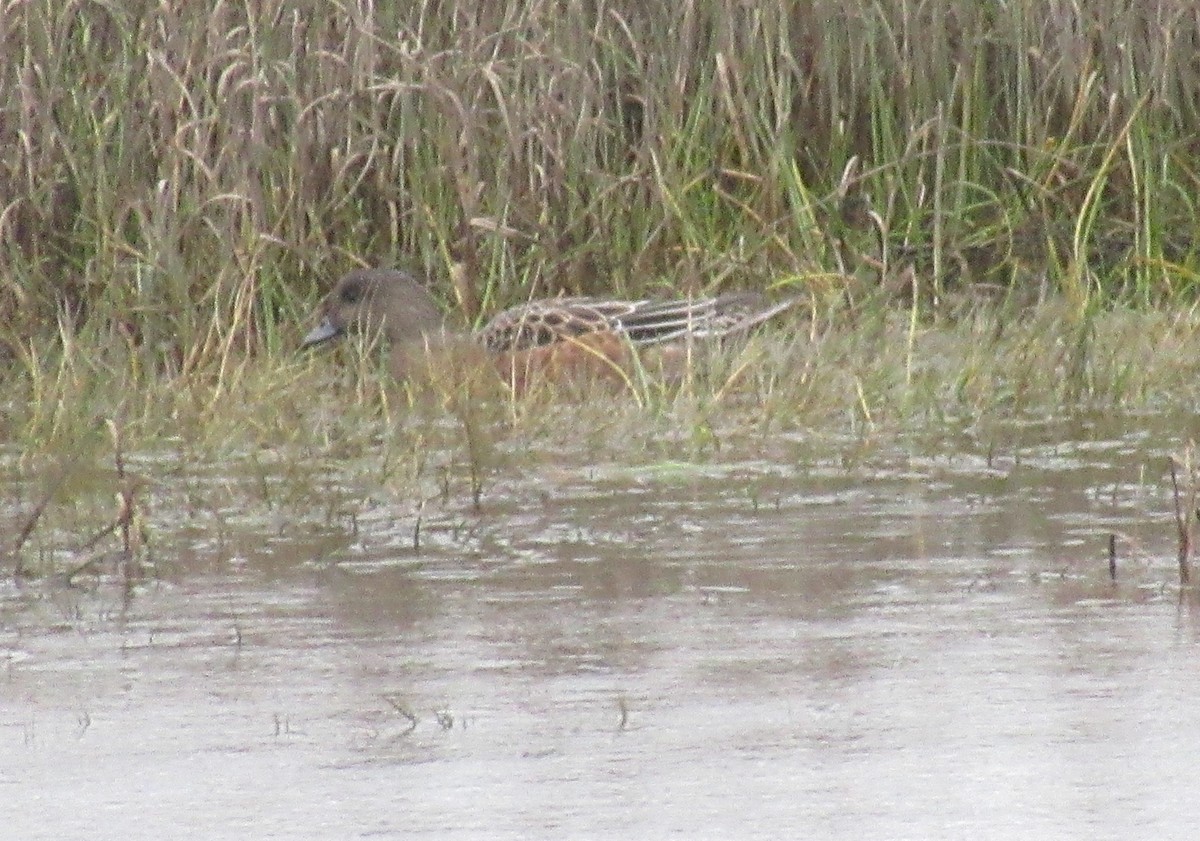 American Wigeon - ML625467488