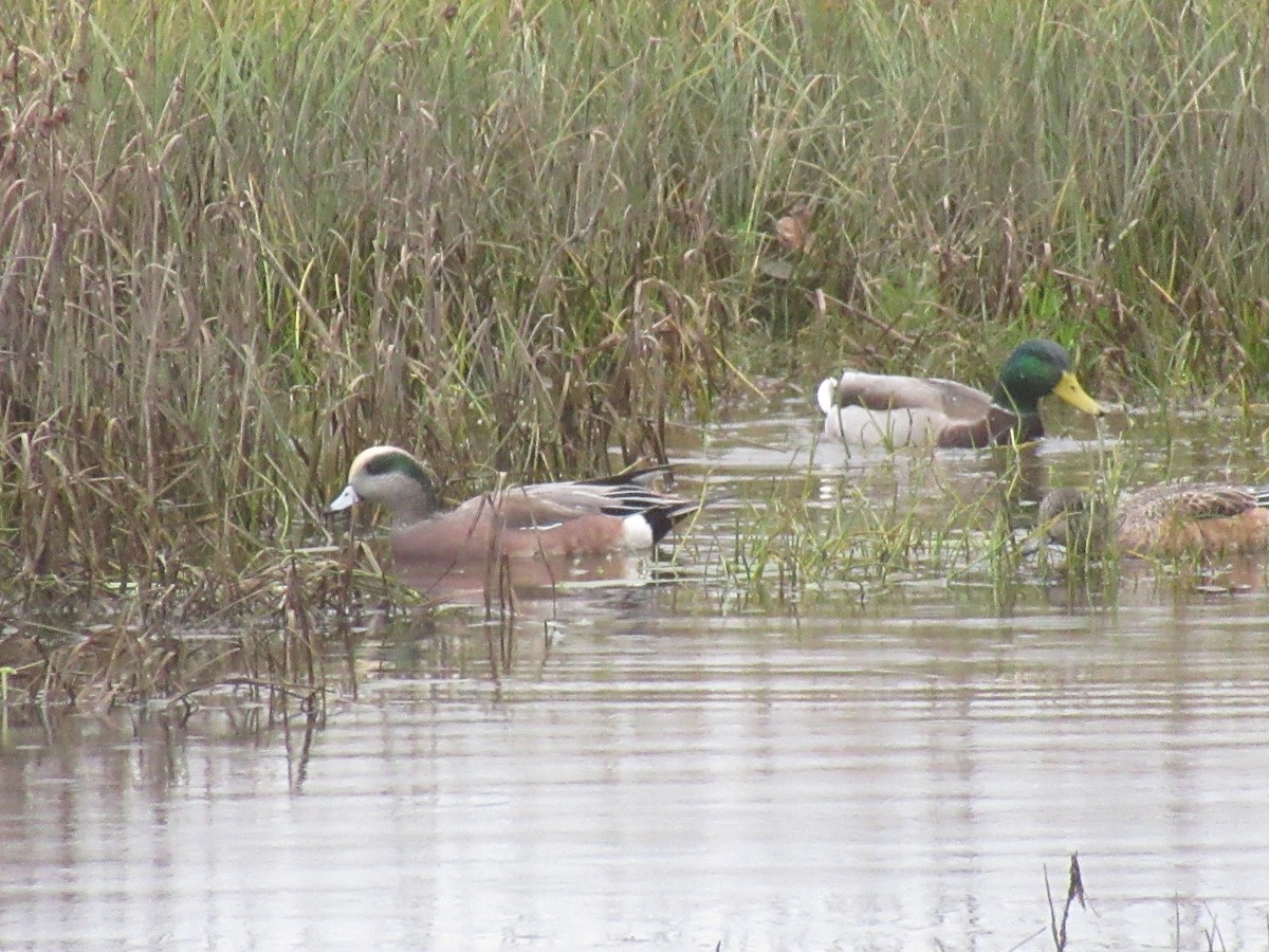 American Wigeon - ML625467489