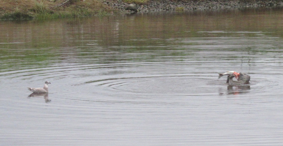 Glaucous-winged Gull - ML625467499