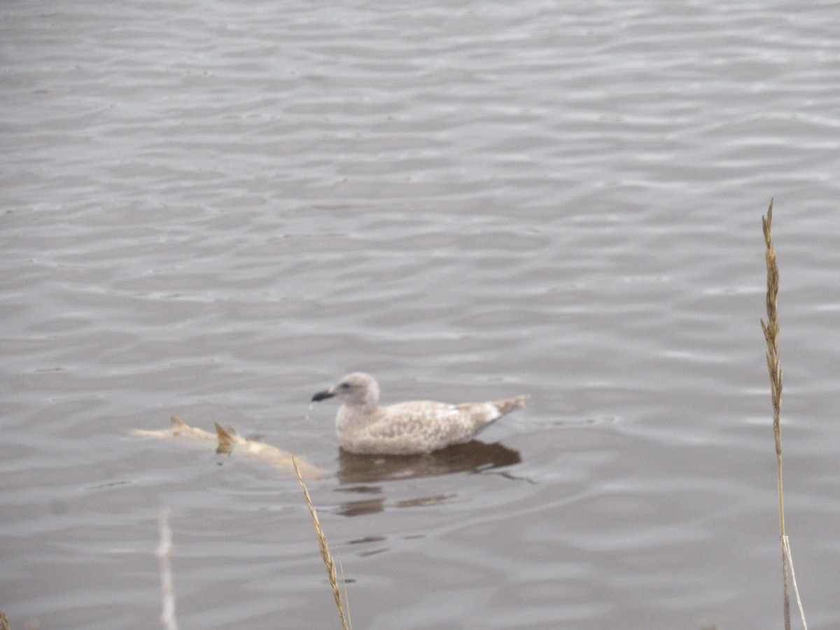 Glaucous-winged Gull - ML625467500