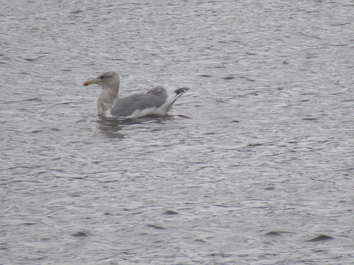 Glaucous-winged Gull - ML625467501