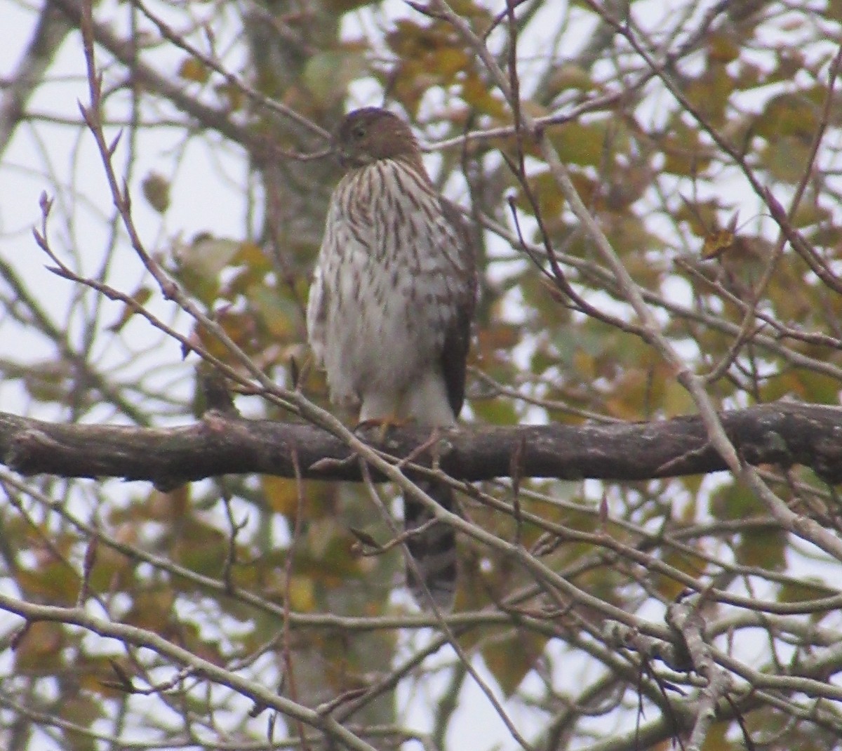 Cooper's Hawk - ML625467507