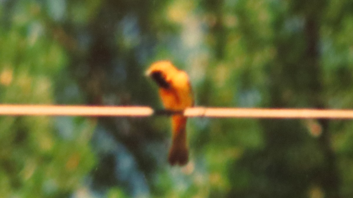 Orchard Oriole - ML62546751
