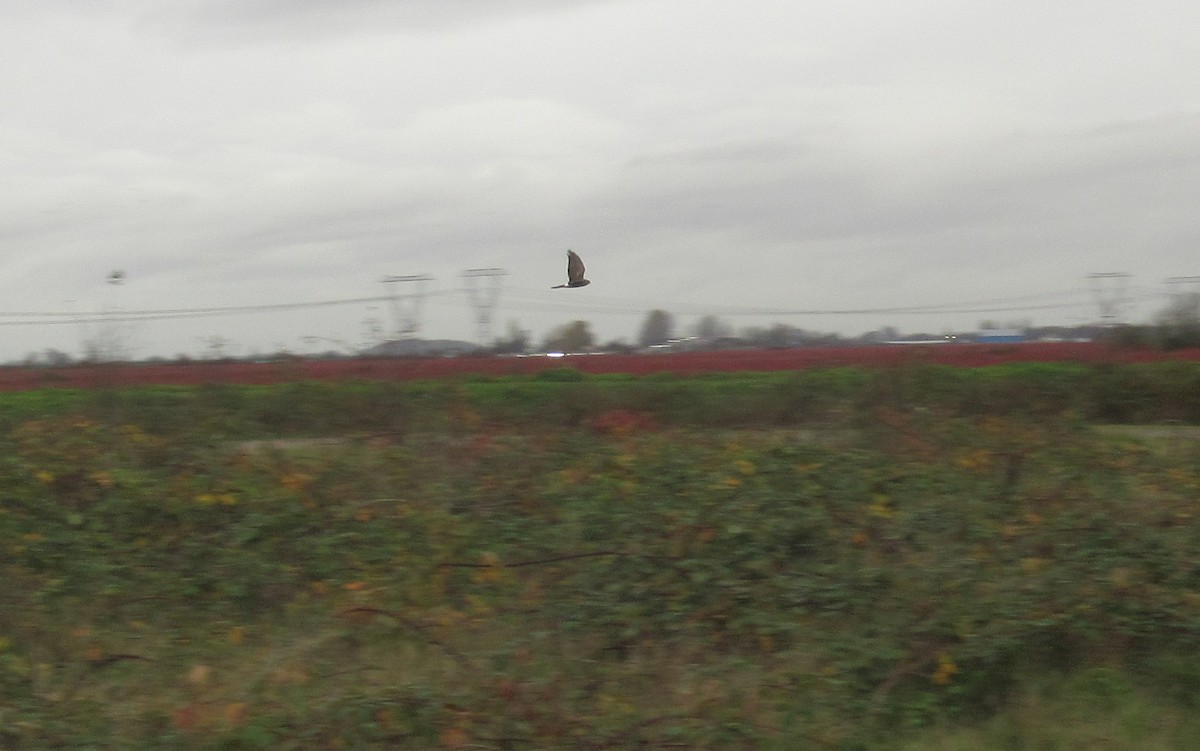 Northern Harrier - ML625467518