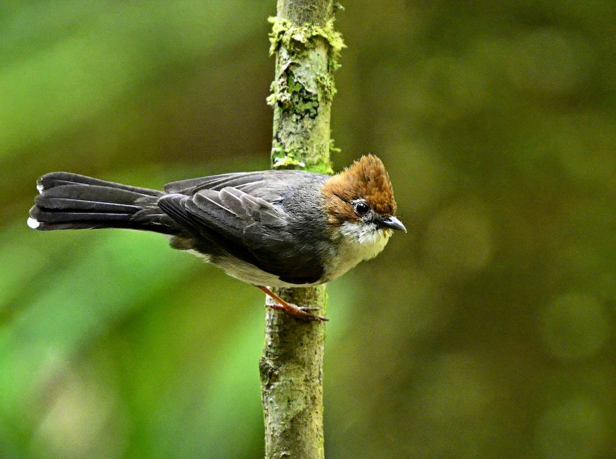 Chestnut-crested Yuhina - Amar-Singh HSS