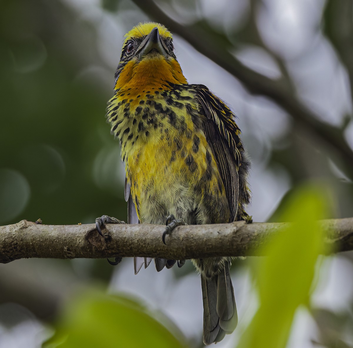 Gilded Barbet - ML625467557