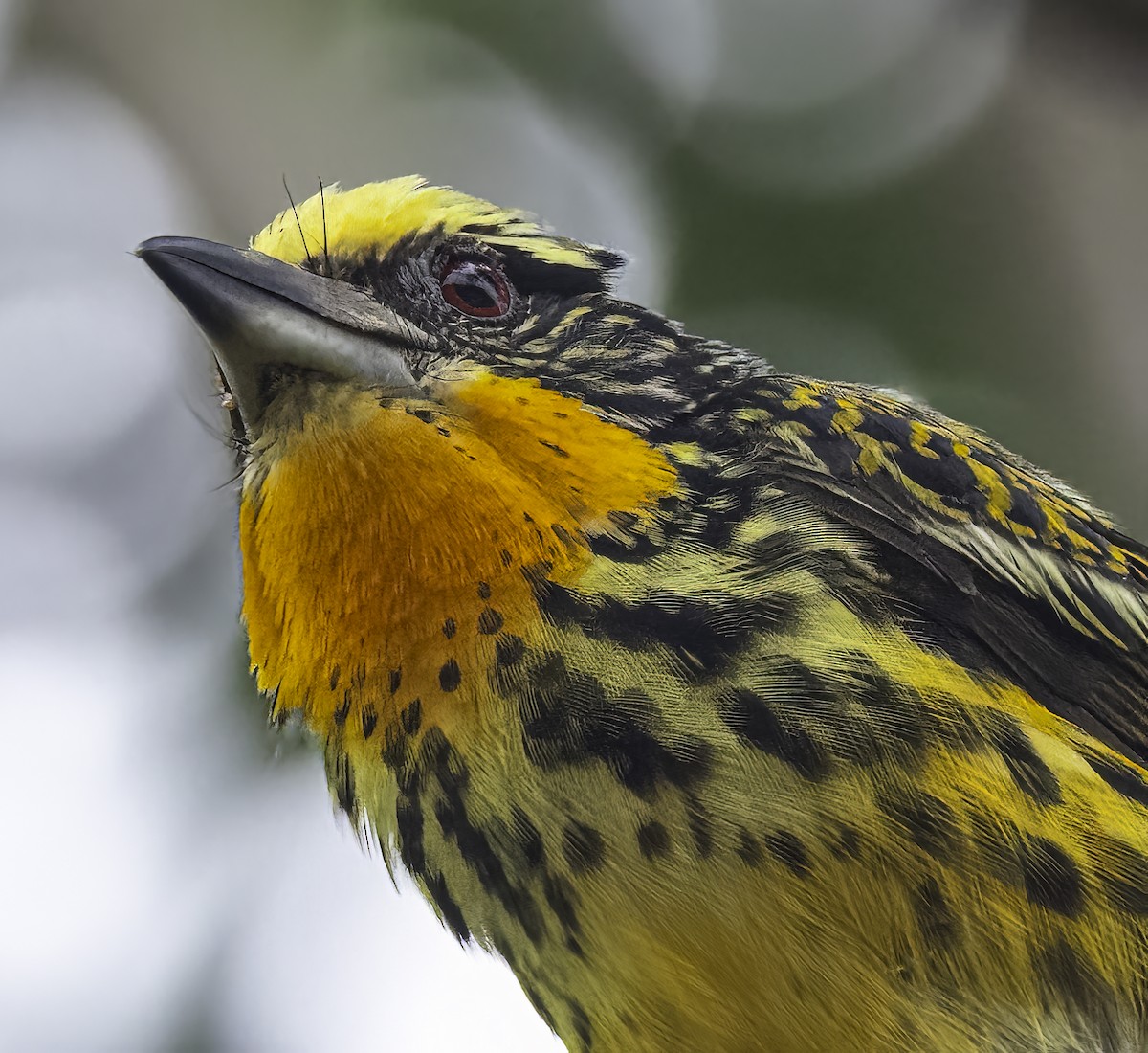 Gilded Barbet - ML625467558