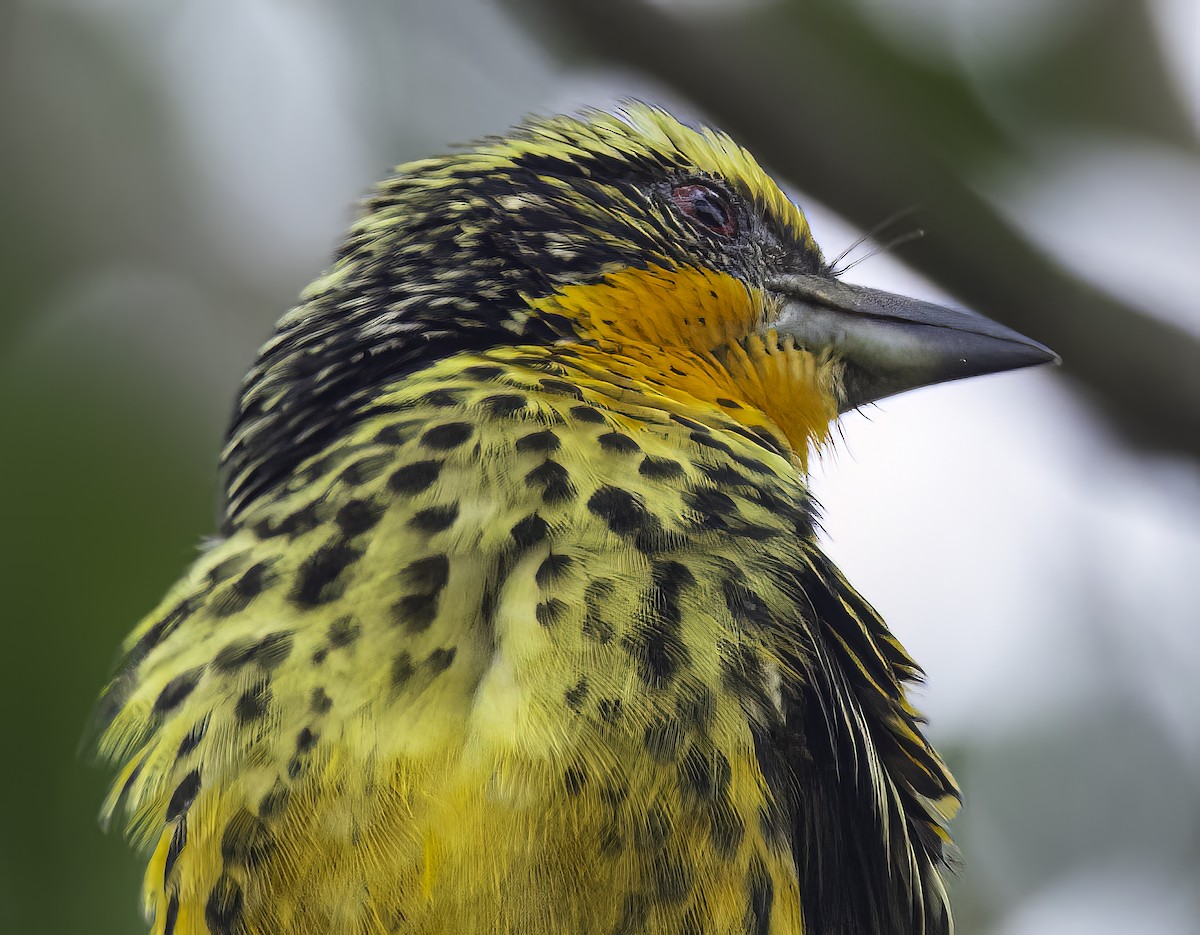 Gilded Barbet - ML625467562