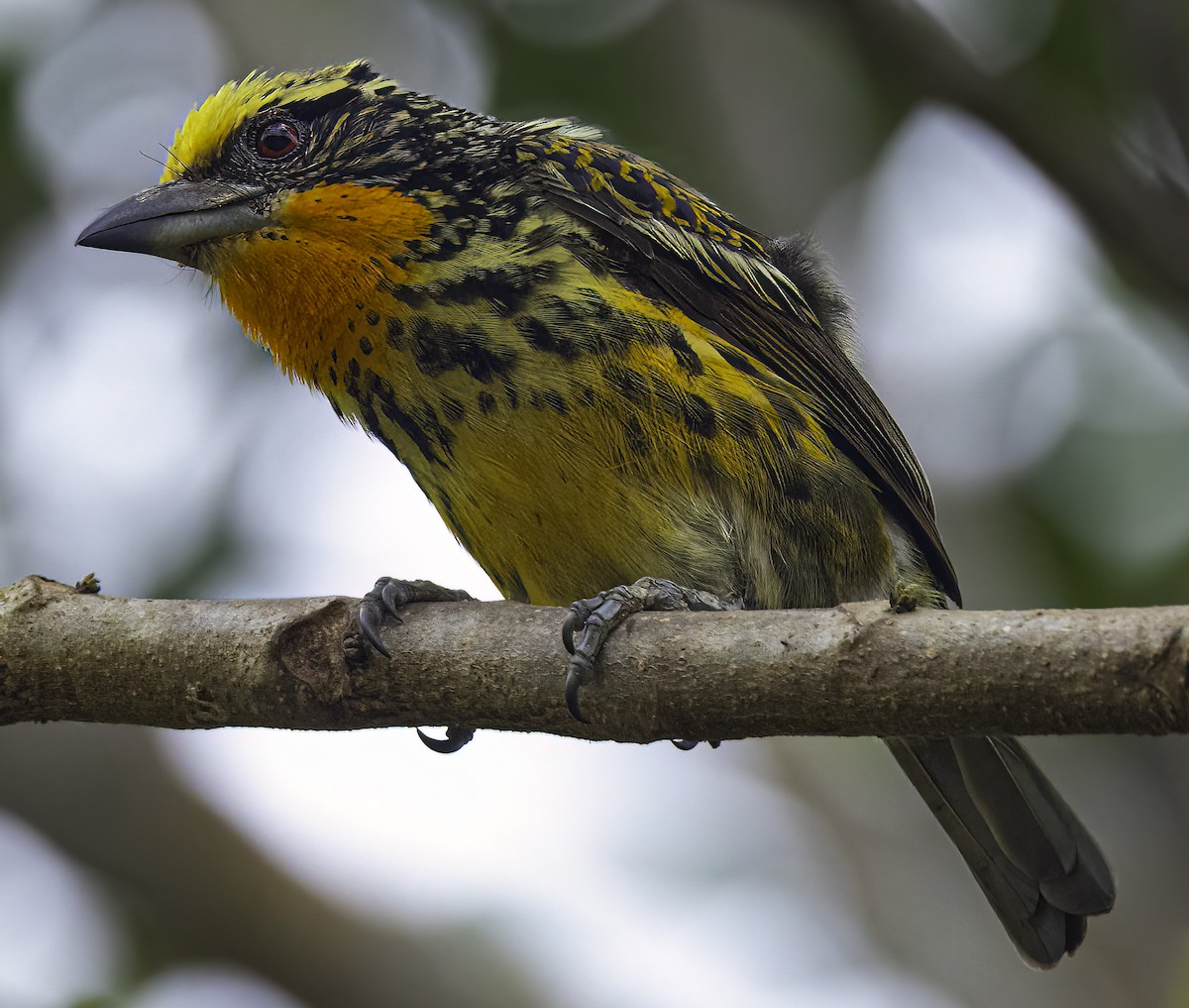 Gilded Barbet - ML625467605