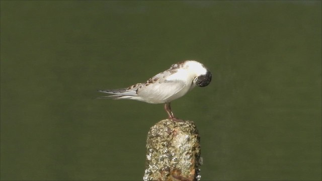 Whiskered Tern - ML625467621